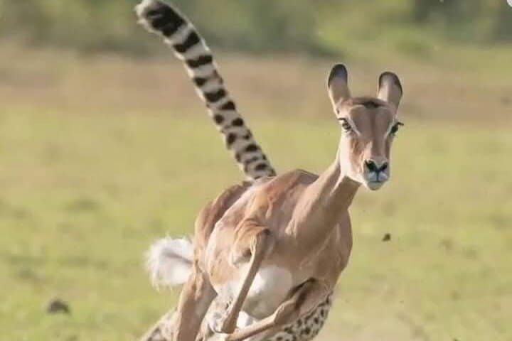 Multi Day Masai Mara Safari Adventure