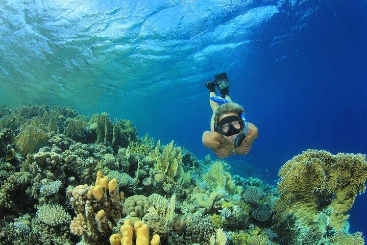 Marsa Mubarak Boat Trip with Turtles and Dugongs From Marsa Alam