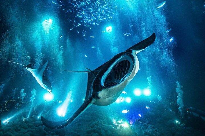 Manta Ray Night Snorkel and Dive