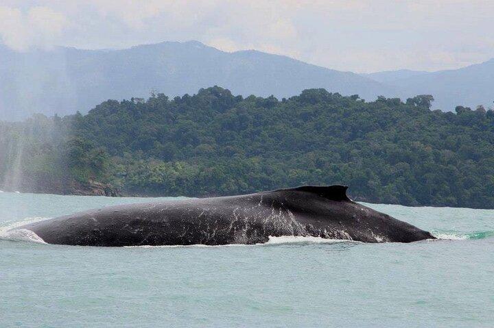 Snorkeling with whale and dolphin waching, Tour Manuel Antonio