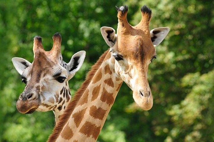 Explore Giraffe Center and Blixen Museum