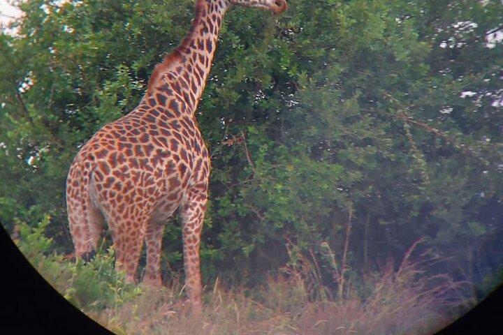 Nairobi National Park Half Day with Pickup