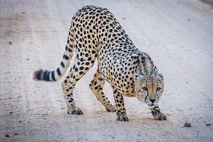 ICONIC Kruger National Park Day Trip from Hoedspruit