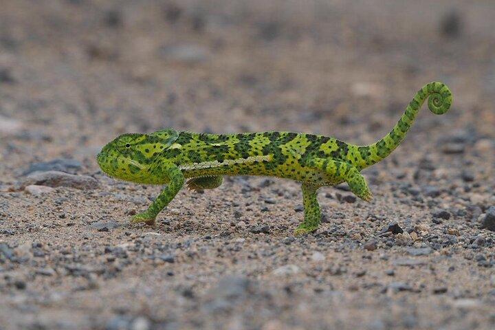 ICONIC Kruger National Park Day Trip from Hoedspruit