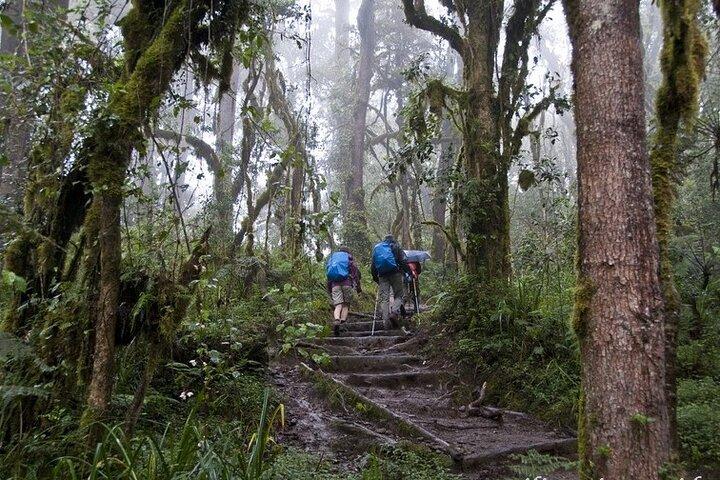 Kilimanjaro Full Day Trek Through Machame Route