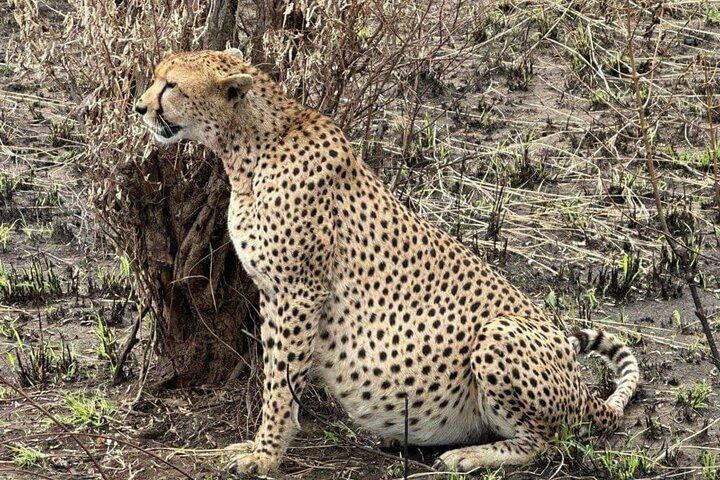 Amboseli day trip with pick up