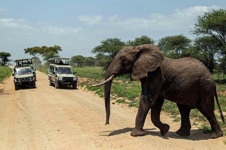 1 Day Safari - Tarangire National Park Shared Tour