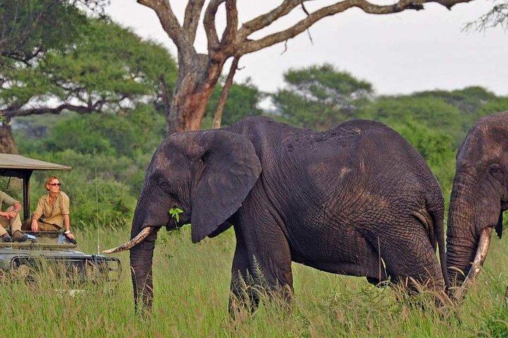 1 Day Safari - Tarangire National Park Shared Tour