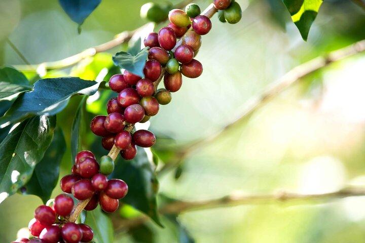 Coffee, Chocolate and Sugarcane Tour La Fortuna