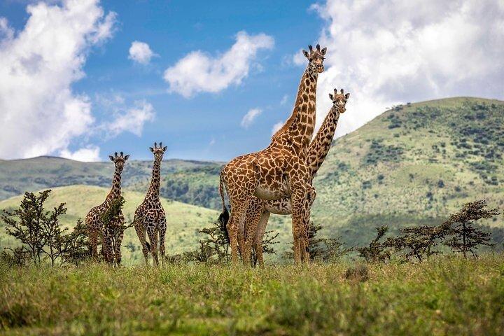 Full Day Excursion to Arusha National Park