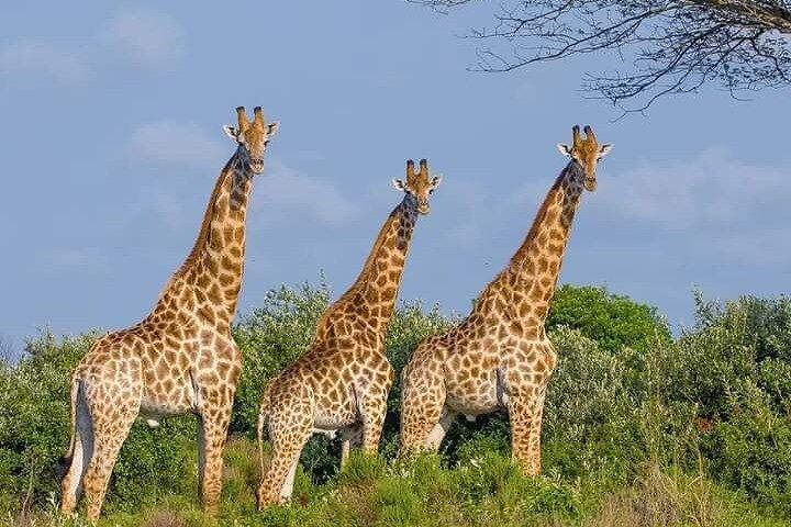 Three Days Elephant Trail Safari in Amboseli