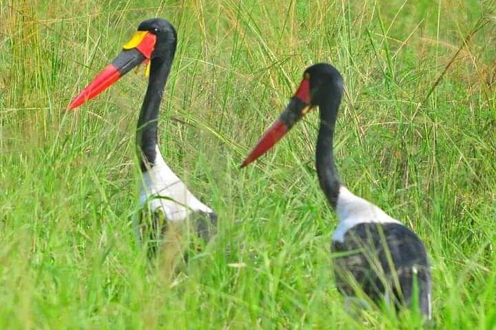 Three Days Elephant Trail Safari in Amboseli