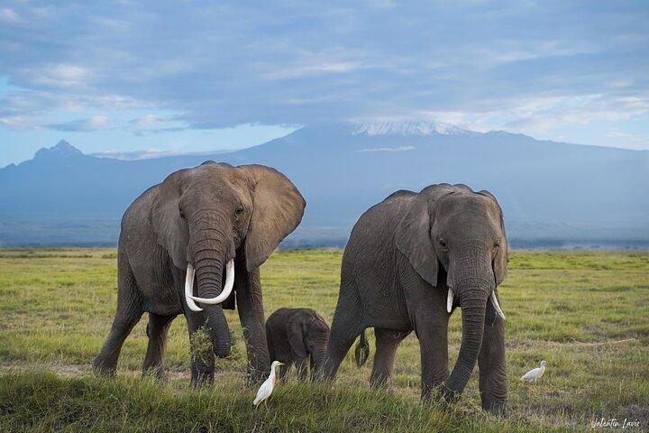 Three Days Elephant Trail Safari in Amboseli