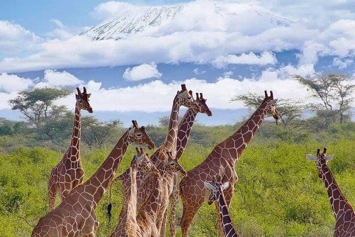 Three Days Elephant Trail Safari in Amboseli