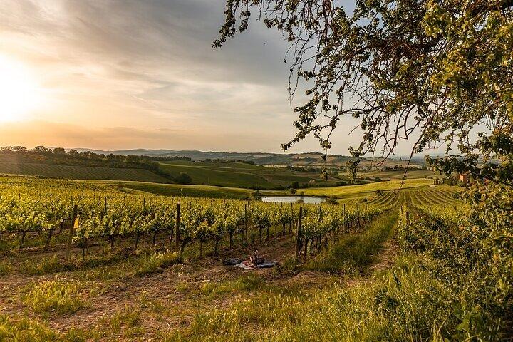From Siena Brunello di Montalcino Wine Tour with Lunch