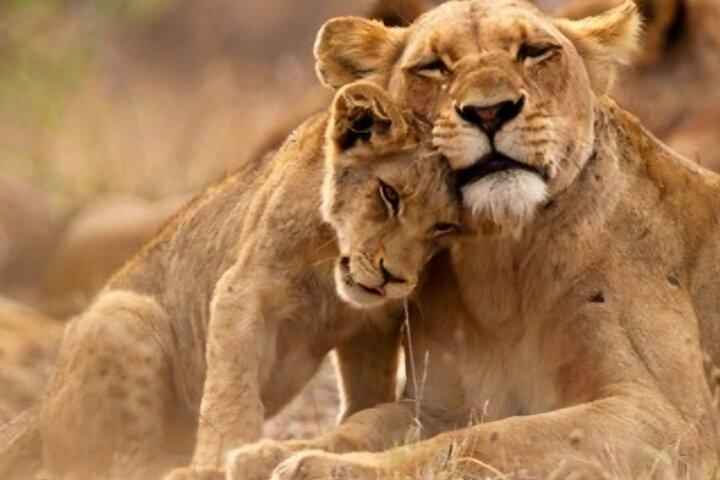 Big 5 Safari Aquila Game Reserve