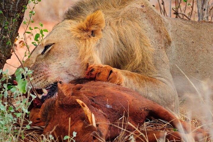 Tsavo East National Park Guided Day Tour