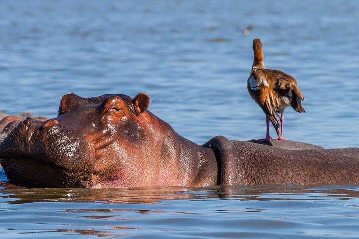 2 Day Lake Nakuru and Lake Naivasha Safari Plan