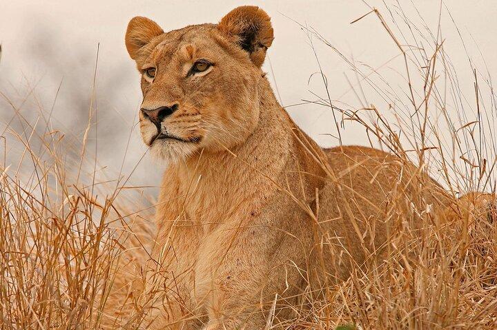 3 Days Guided Safari To Meru National Park