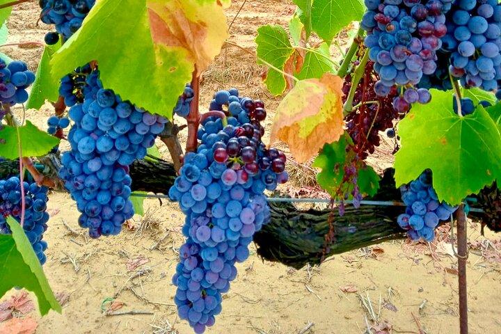My Tuscan Farm - Wine, Pasta & Vineyard in One Day