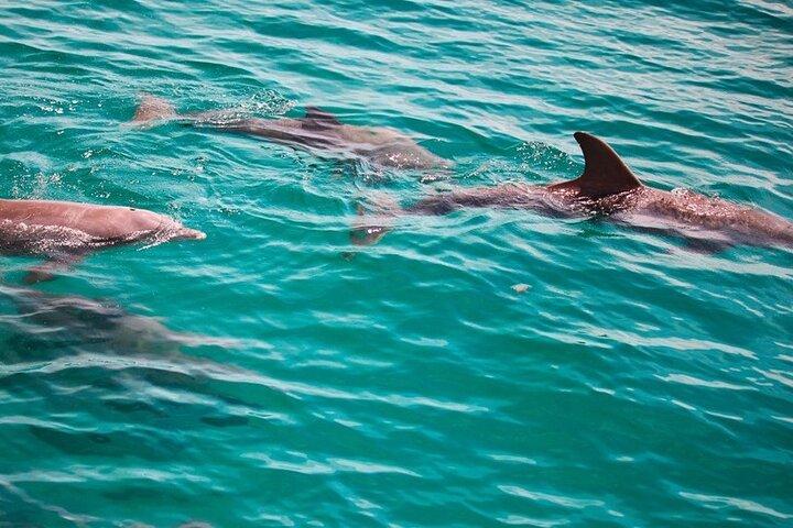 Soundside Cruiser Morning Snorkel & Dolphin Adventure