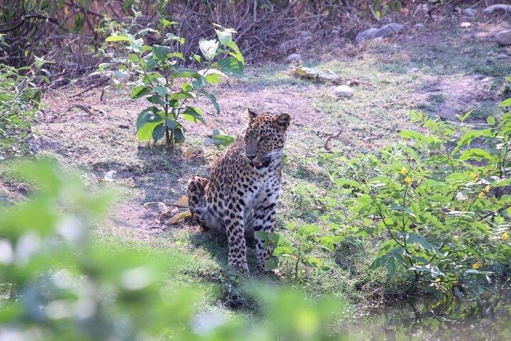 Haridwar: Open Jeep Wildlife Safari in Rajaji National Park