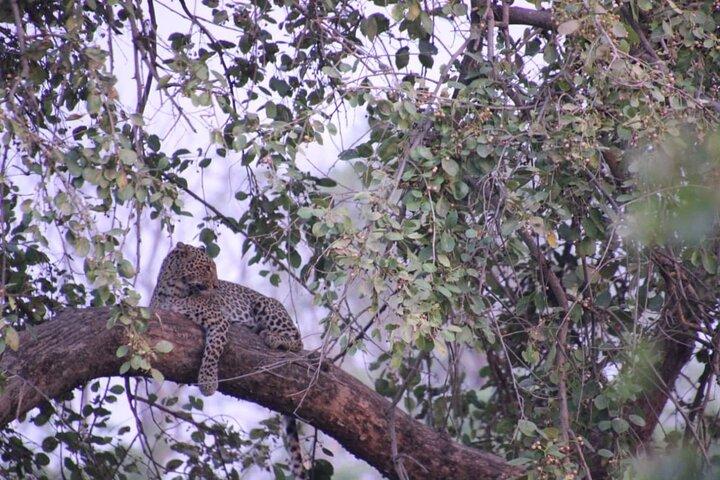 Haridwar: Open Jeep Wildlife Safari in Rajaji National Park