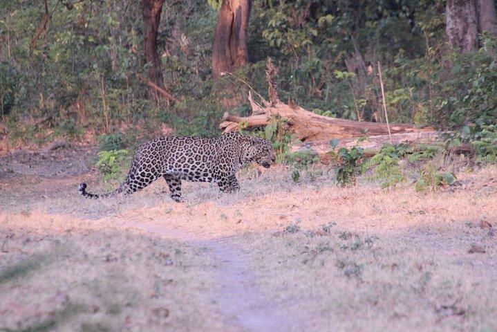 Haridwar: Open Jeep Wildlife Safari in Rajaji National Park