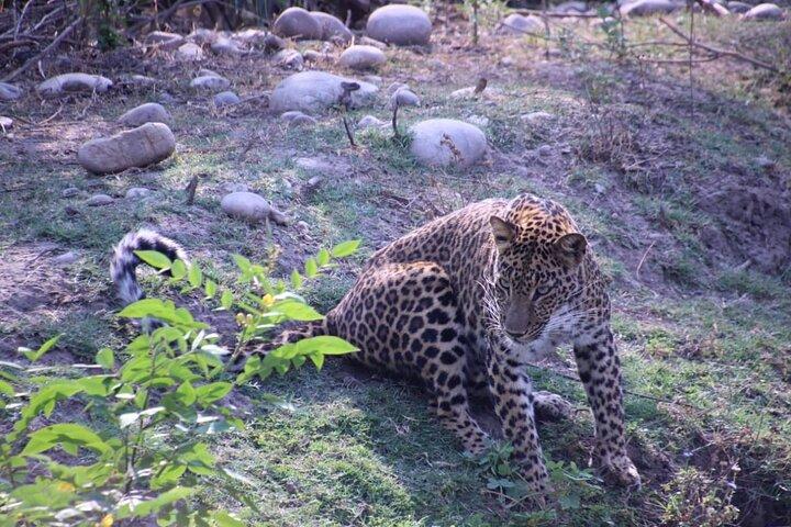 Haridwar: Open Jeep Wildlife Safari in Rajaji National Park