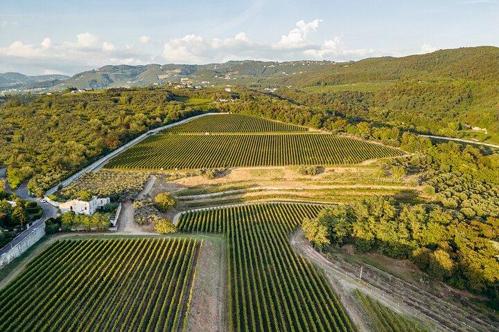 The Amarone Chateau guided tour and tasting in Valpolicella