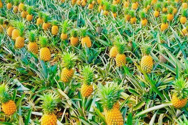 Biking Tour in The Pineapple Villages