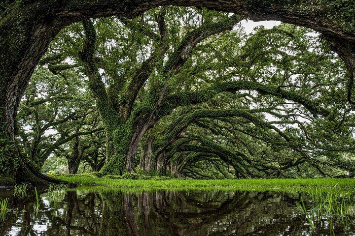 Transportation (Only) to a Louisiana Plantation