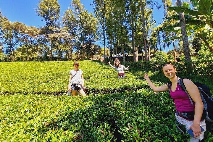 1 Day Purple Farm Tour from Nairobi Tea Tasting and Lunch