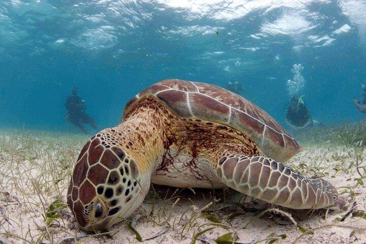 Hol Chan Marine Reserve and Shark Ray Snorkeling San Pedro Belize