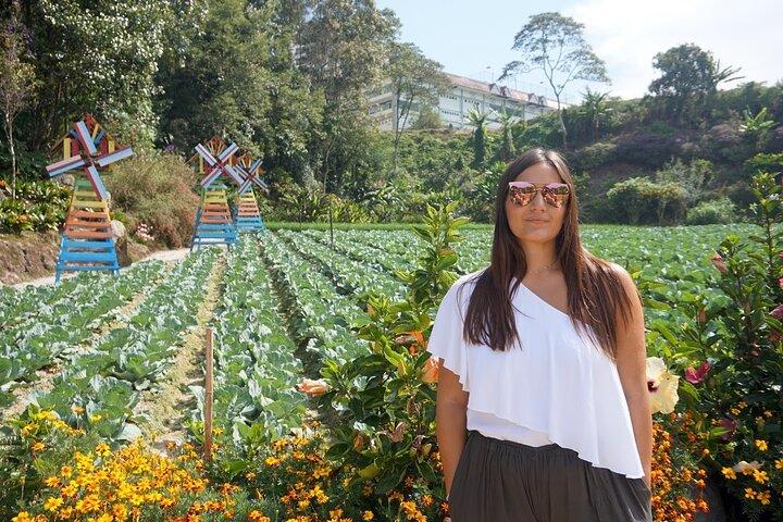 Elevate Your Senses: A Day of Wonders in Cameron Highlands!