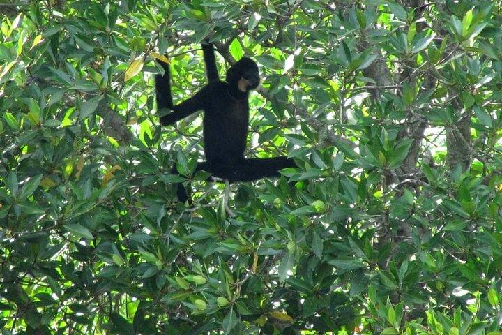 Private Monkey Island and Mangrove Discovery Tour