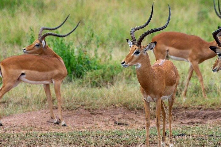 7 Days Wildebeest Mara River Crossing