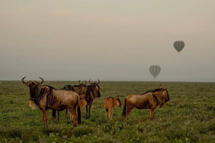 7-Day Safari Tour in Tanzania