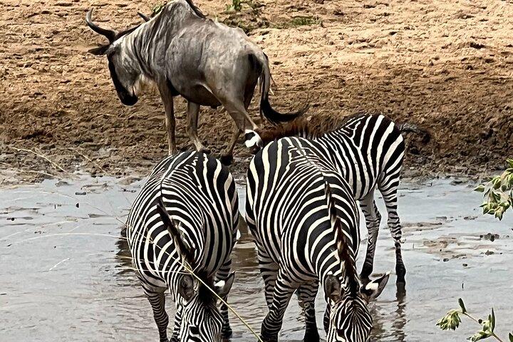 7-Day Safari Tour in Tanzania