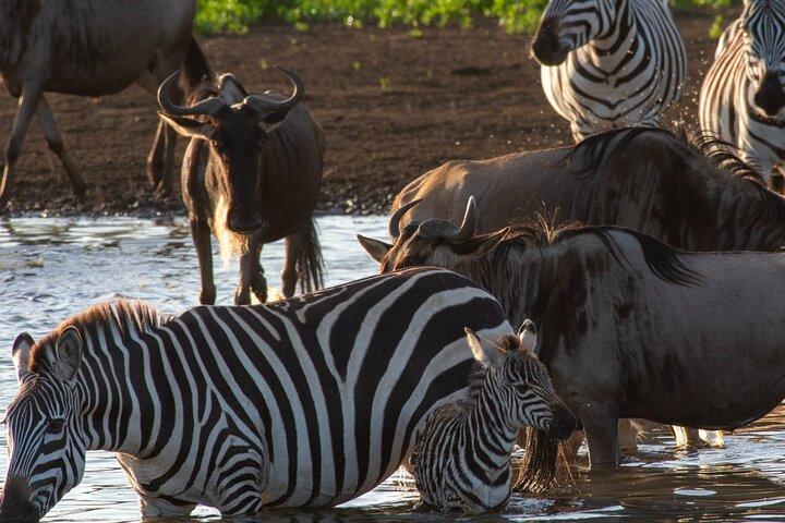 7 Days Wildebeest Mara River Crossing