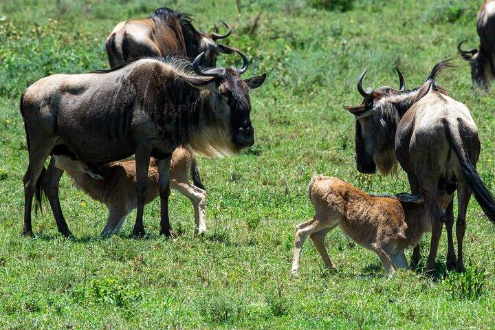 7 Days Wildebeest Mara River Crossing