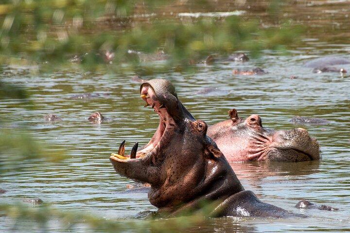 7 Days Wildebeest Mara River Crossing