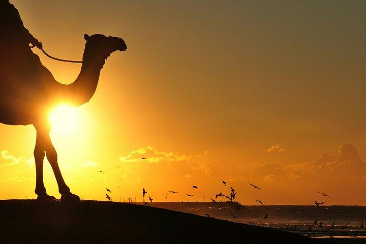 Camel Ride in Agadir with Dinner BBQ