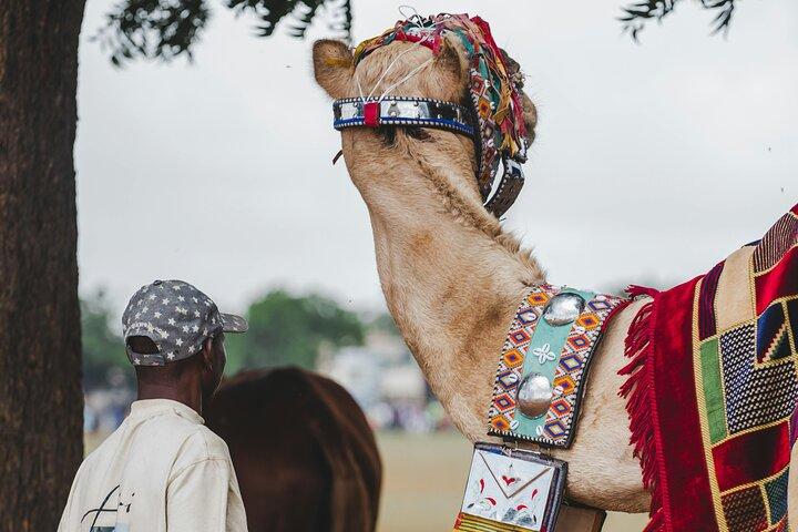 Camel Ride in Agadir with Dinner BBQ