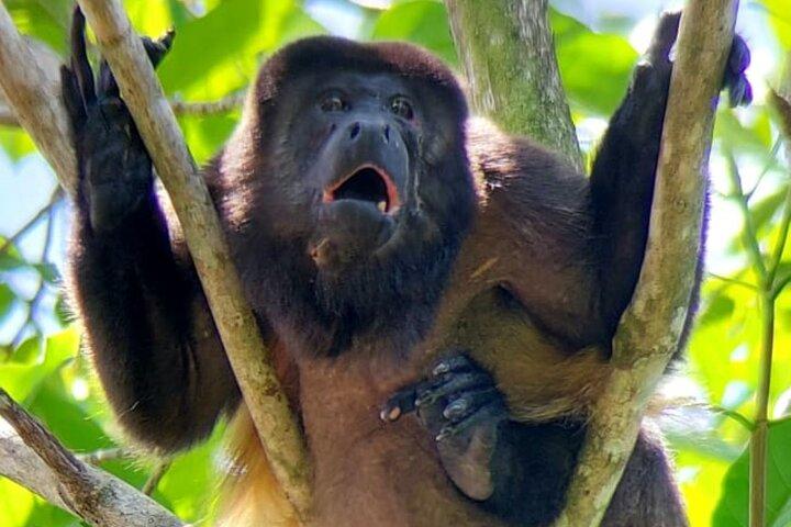 Manuel Antonio Park Guided Tour with Ticket Included Option