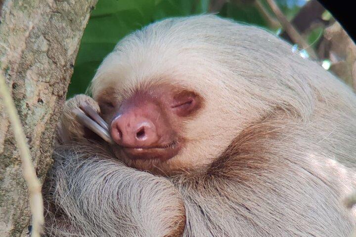Manuel Antonio Park Guided Tour with Ticket Included Option