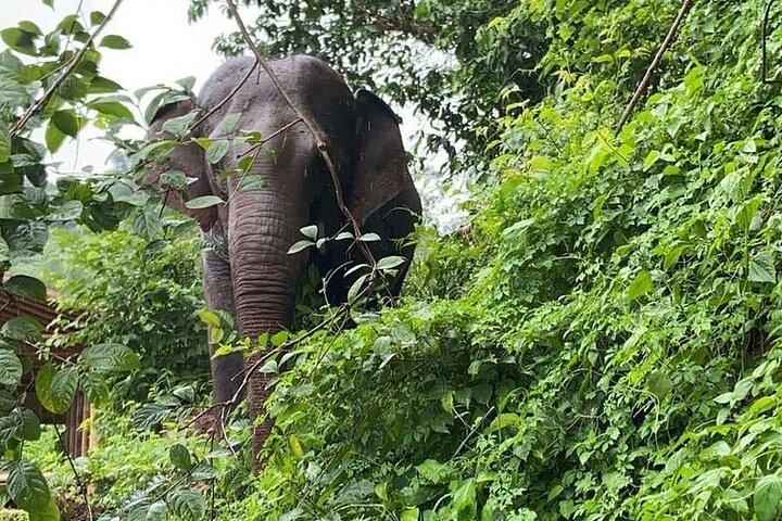 Elephant Sanctuary, Wat Ban Den & Sticky Waterfall