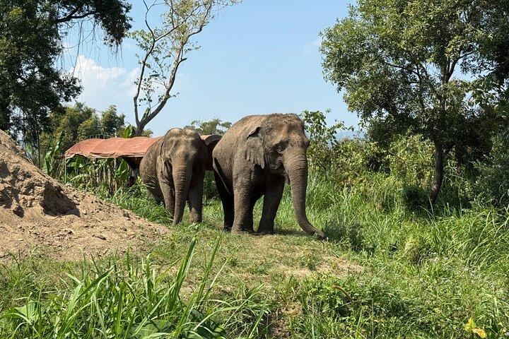Elephant Sanctuary, Wat Ban Den & Sticky Waterfall