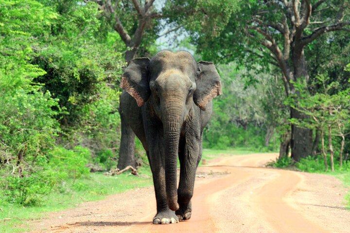 Yala National Park Tour from Hambantota Port Janaka Safari