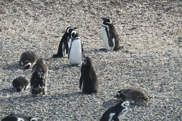 Navigation to the Penguins island - USHUAIA - Beagle Channel